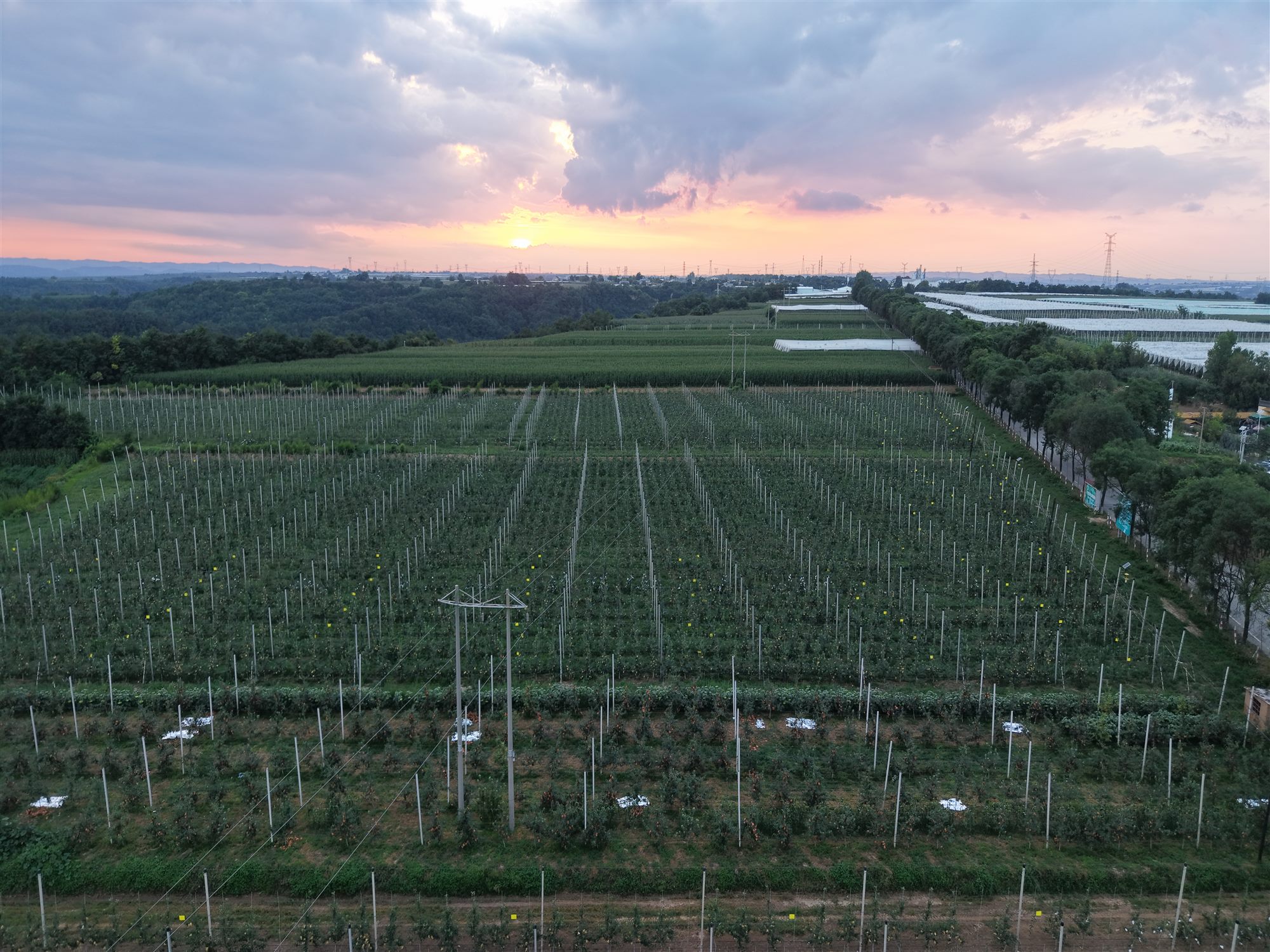夕阳下矮化密植果园航拍实景
